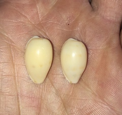 Notocypraea comptonii