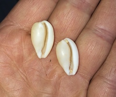 Notocypraea comptonii