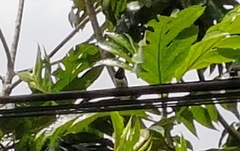 Lonchura leucogastroides