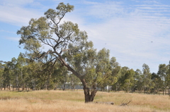 Eucalyptus microcarpa