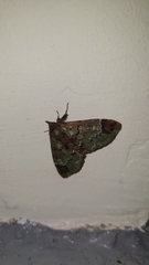 Pachyplastis apicalis