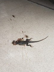 Sceloporus occidentalis