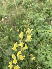 Linaria vulgaris