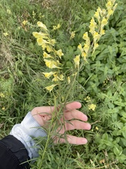 Linaria vulgaris