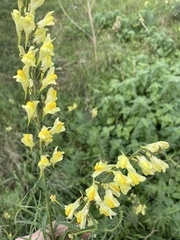 Linaria vulgaris