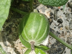 Trichosanthes scabra