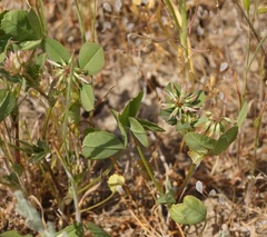 Trifolium angulatum