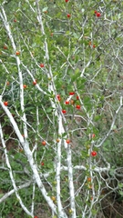 Schaefferia cuneifolia