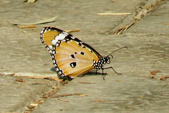 Danaus chrysippus