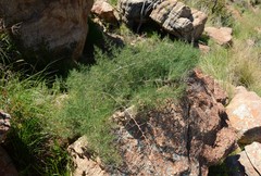 Asparagus transvaalensis