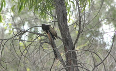 Centropus phasianinus phasianinus