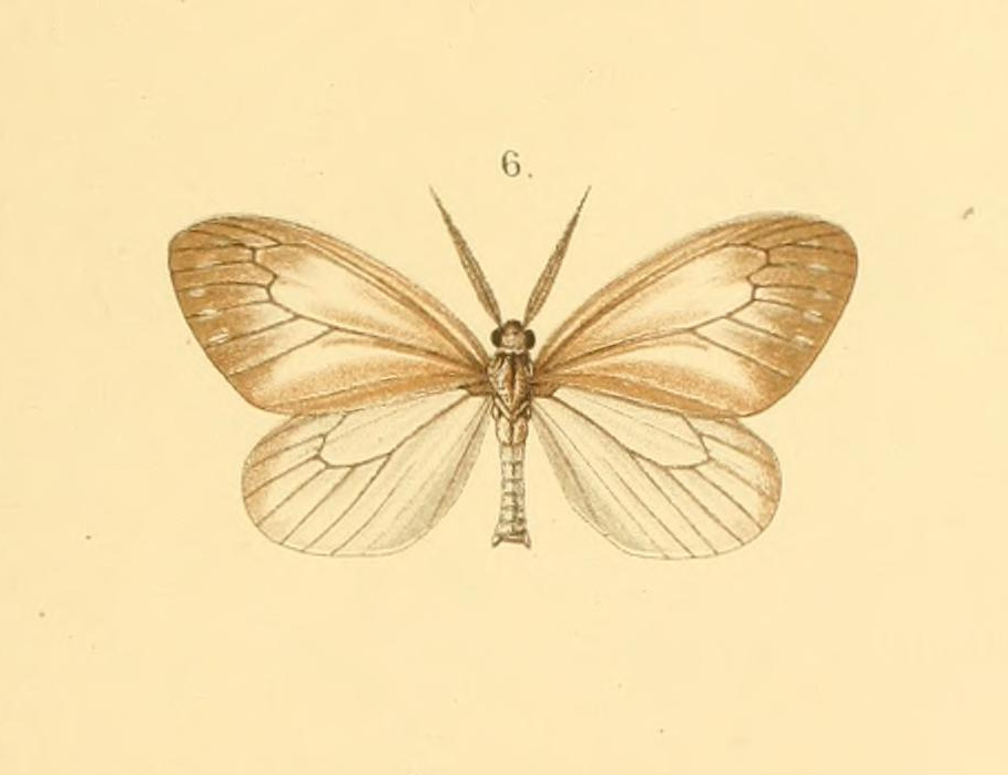 Pseudonyctemera decipiens