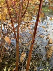 Cornus sericea
