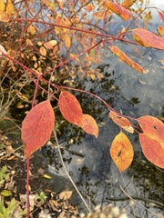 Cornus sericea