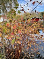 Cornus sericea