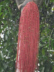 Oenocarpus bacaba