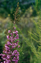 Erica melanthera