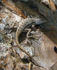Sceloporus woodi image