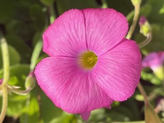 Oxalis bowiei
