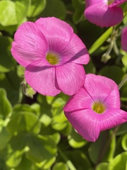 Oxalis bowiei