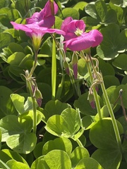 Oxalis bowiei