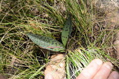Drimiopsis