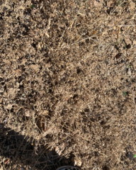 Dicoria canescens