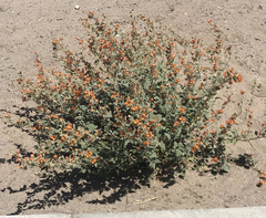 Sphaeralcea munroana