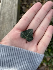 Hedera helix