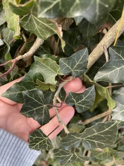 Hedera helix