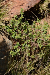 Crassula sarcocaulis