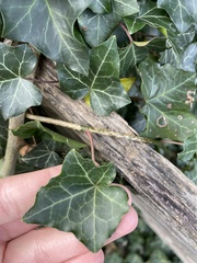 Hedera helix