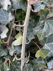 Hedera helix