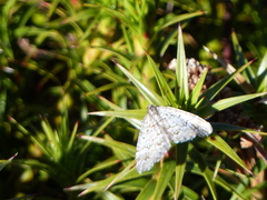 Chrysolarentia symphona