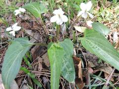 Viola lactiflora