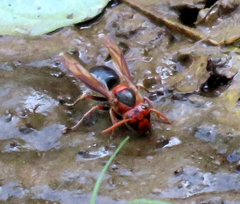 Vespa basalis