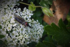 Dilophus nigrostigma