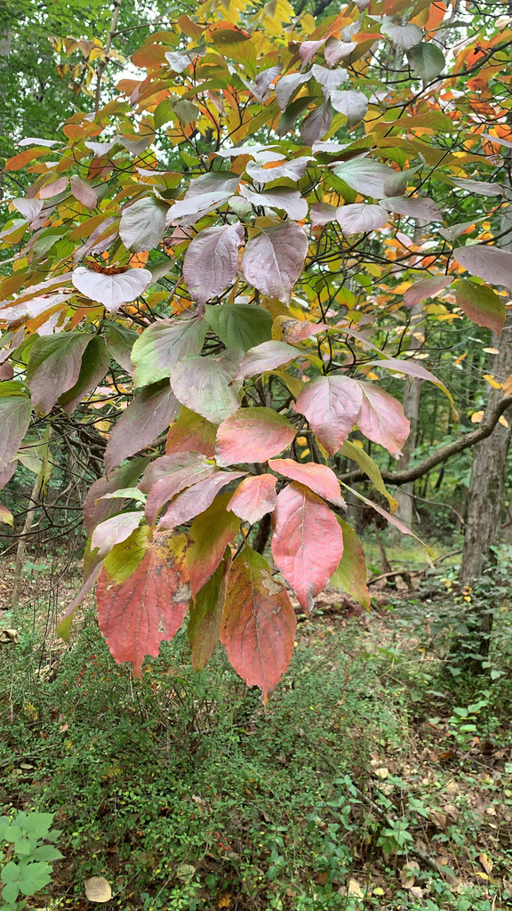 flowering dogwood from South Mountain Reservation, Millburn, NJ, US on