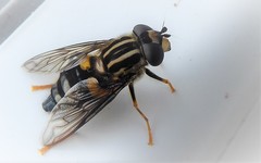 Helophilus antipodus
