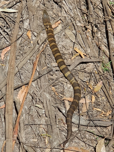 Tiger Snake sighting