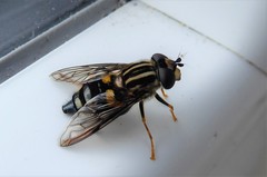 Helophilus antipodus