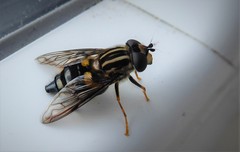 Helophilus antipodus