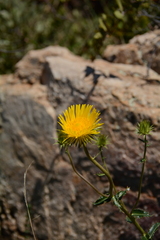 Berkheya carlinopsis
