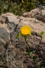 Berkheya carlinopsis
