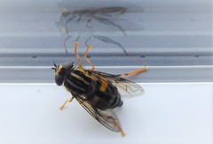 Helophilus antipodus