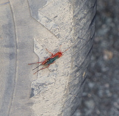 Lissopimpla