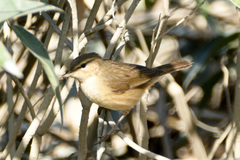 Phylloscopus fuscatus