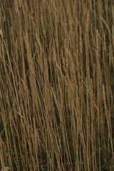 Leymus chinensis