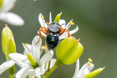 Sericophorus