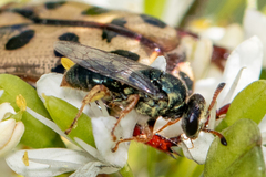 Sericophorus